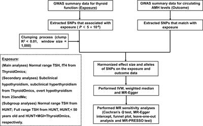 Mendelian randomization study of thyroid function and anti-Müllerian hormone levels